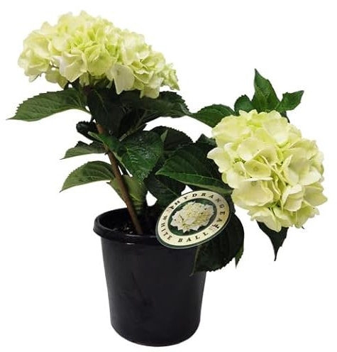 Hortensia Blanca en Maceta Planta Decorativa para Jardines y Terrazas