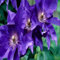 50 Stück Clematis Blumensamen lila