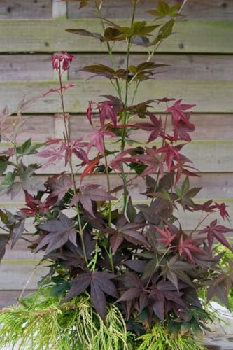 Japanischer Ahorn Acer palmatum Ruby Stars 30-40 cm winterhart | rotes Laub, sonnig bis halbschattig, dekorativ, ideal für Vorgarten, Terrasse und Balkon, langsam wachsend