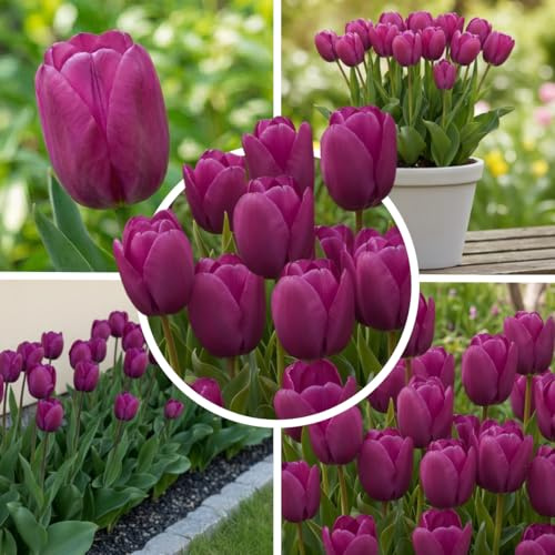 Tulpenzwiebeln Winterhart Mehrjährig 25 Stück - Single Violett | Sorte Violett Passion, einfachblühende Lila-Töne, Blumenzwiebeln aus Holland für Garten, Beet, Balkon und Topf