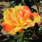 Tenacious - 5.5lt Potted Floribunda Garden Rose Bush - Yellow/Orange Stripe, Fragrant