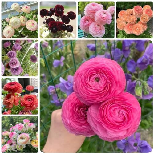 20 Pcs Ranunkeln Zwiebeln Winterhart - Ranunculus Japonicus - Blumen Winterhart, Bienenfreund Butterblumen Blumenzwiebeln, Ranunkeln Pflanzen Knollen, Blumen Zwiebeln, Minigarten Blumenzwiebel,