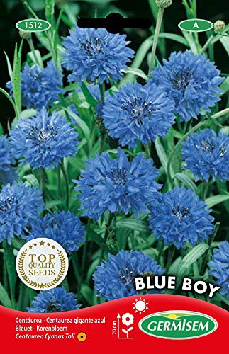 Germisem Kornblume BLUE BOY, mehrfarbig, EC1512