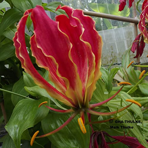 Gloriosarhizome : Gloriosa superba - Flammenlilie/Ruhmeskrone 1 Rhizom