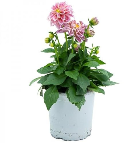 Dalia Natural Planta Perfecta para tu Espacio Verde