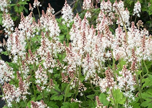 100 x Tiarella wherryi (Staude/Winterhart/Mehrjährig/Bodendecker/Stauden/Immergrün) Schaumblüte - Der perfekte Akzent für schattige Gartenbereiche - Tolles Blütenmeer - von Stauden Gänge
