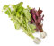 PondPlantsUK - Mixed Amount of Tropical Aquatic Plants No Lead (10 Weighted Live Aquarium Plants (2 Bunches))