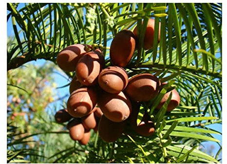 CEPHALOTAXUS HARRINGTONIA, Japanese Plum Yew in 7cm Pot - Fishbone Like Foliage - 10-15cm Tall