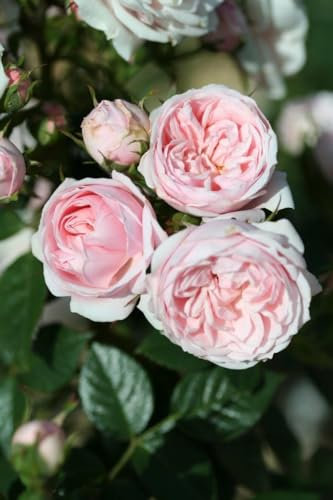 Rosa Patio Rose 'Silver Wishes' Potted