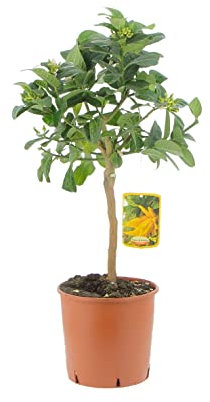 KENTIS - Plante de La Main de Bouddha - Vraies Plantes d'Extérieur - Arbres Fruitiers en Pot - H 70-80 cm Ø 20 cm