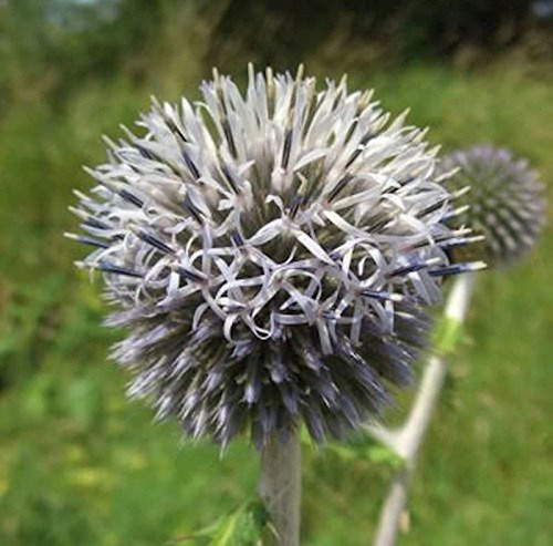 Kugeldistel Star Frost - Echinops bannaticus - lebende Gartenpflanze aus den Baumschulen