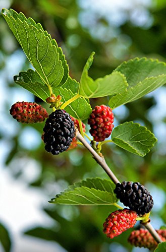 Seedeo® Schwarzer Maulbeerbaum (Morus nigra) ca. 100 Samen