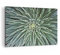 ARTTOR Wandbilder Dekoration Wohnzimmer Agave Grün Pflanze Bilder auf Leinwand 120x80cm Leinwandbild Schlafzimmer Küche Deko Wand Kunstdruck Art Groß XXL Wanddeko Bild Wall Decor Canvas AA120x80-4905