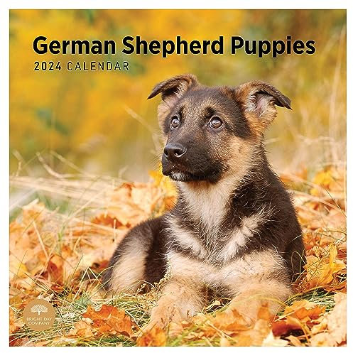 Bright Day Wandkalender 2024 Deutscher Schäferhund Welpen, 30,5 x 30,5 cm