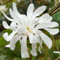 Magnolia Royal Star, arbuste rustique à feuilles caduques pour jardin extérieur, prêt à planter dans un pot de 9 cm.