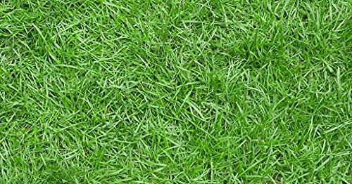 Huifang 20 metà di Albero Ilex Aquifolium 20 metà