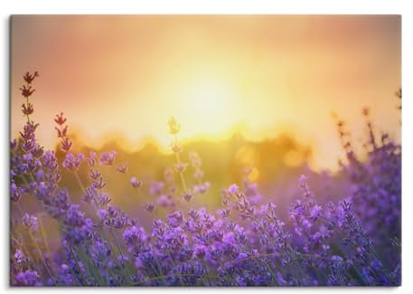 Paul Sinus Wandbild 100x70cm – Blühender Lavendel im Abendlicht – Harmonie, Natur, Entspannung, Blütenmeer, Lavendelfeld