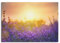 Paul Sinus Wandbild 100x70cm – Blühender Lavendel im Abendlicht – Harmonie, Natur, Entspannung, Blütenmeer, Lavendelfeld