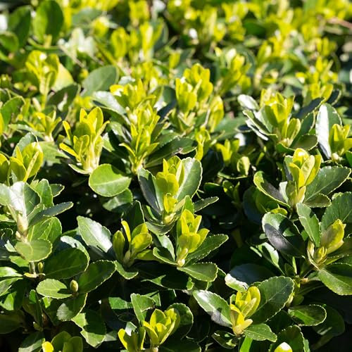 Immergrüner Japanischer Spindelstrauch – Euonymus japonicus 'Green Spire' – 8 Pflanzen für 1 Meter Hecke – Heckenpflanze im 9cm Topf – Höhe 20–25cm – Winterhart & Pflegeleicht