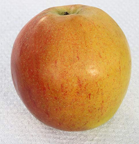 Apfelbaum Pommerscher Krummstiel 60-80cm - fest und süßsauer
