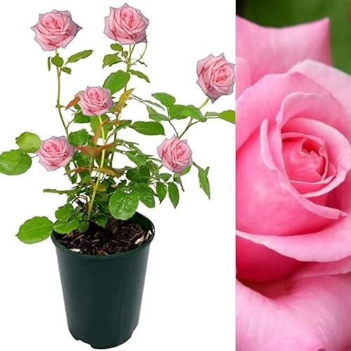 Rose Bush Prima Ballerina - Floribunda Pink Rose Bush for The Garden in a 3 Litre Pot (3 Plants)