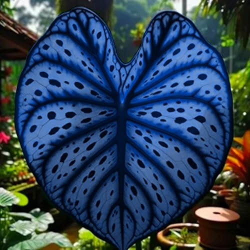 Riesiges seltenes Elefantenohr, mehrjährige Gartenpflanze, winterharte Qualitätszwiebeln, große Vielfalt, schattenspendend, pflegeleicht-2 zwiebel-D