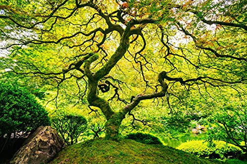 Papier Peint Photo INTISSÉ-FORÊT-250x186 cm-(037AE)-Nature Arbres d'automne Paysage Arbre Bouleaux Jungle Colle Inclus Mural Décor Motif Poster Géant Stickers Muraux Optique Moderne Fond Effet