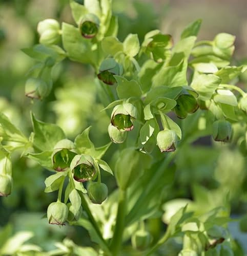 Stinkender Nieswurz Helleborus foetidus - lebende Gartenpflanze aus den Baumschulen