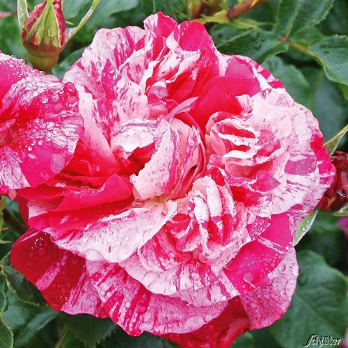 Edelrose Colibri Farbfestival in pink und weiß gestreift - Duftrose winterhart - Rosen-Blüte in pink und weiß gestreift - Rose stark duftend im 5 Liter Container von Garten Schlüter - Pflanzen in Top