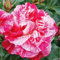 Edelrose Colibri Farbfestival in pink und weiß gestreift - Duftrose winterhart - Rosen-Blüte in pink und weiß gestreift - Rose stark duftend im 5 Liter Container von Garten Schlüter - Pflanzen in Top