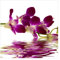 Bilderwelten Blumen Fototapete modern inkl. Kleister 288x288cm - Vliestapete Made in Germany - große Blumen Tapete Schlafzimmer - Orchidee Blumentapete 3D - Tapete floral Wohnzimmer Flur T_2121