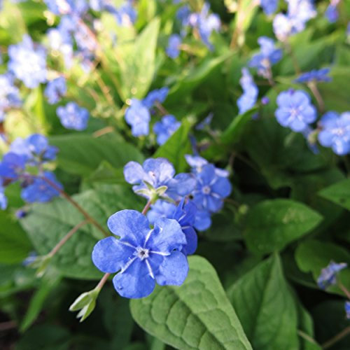 Blumixx Stauden Omphalodes verna – Frühlings-Gedenkemein, blau blühend, winterhart & mehrjährig, Bodendecker für Halbschatten, im 0,5L Topf