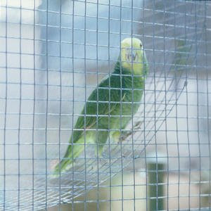 Apollo 610 x 910 x 50mm Welded Mesh Panel PVC Coated