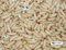 Feeders & More - Bienenmaden lebend - 250 Stück - energiegeladene Maden als Angelköder u.a Forelle, Karpfen, Schleie - Bienenmaden lebend zum Angeln oder als Lebendfutter - Angelköder lebend