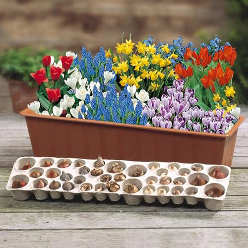 YouGarden Easy Garden Bulb Planting Set, 38 Pre-Positioned Mixed Bulbs in a Cardboard Planter Tray, Spring Flowering