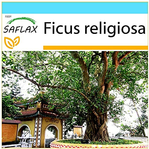 SAFLAX - Geschenk Set - Buddha-Feige/Bodhi-Baum - 100 Samen - Mit Geschenk- / Versandbox, Versandaufkleber, Geschenkkarte und Anzuchtsubstrat - Ficus religiosa