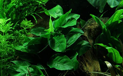 Tropica Anubias Barteri V. Nana On Lava Stone - Small