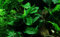 Tropica Anubias Barteri V. Nana On Lava Stone - Small