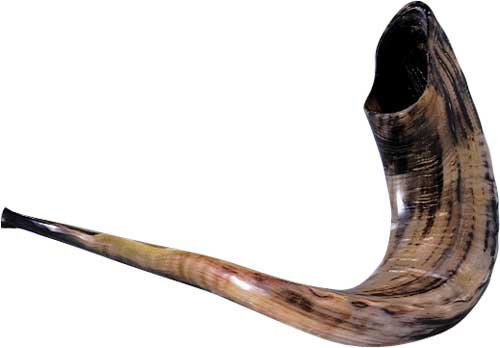 Schofar Schofar Jerusalem Shofar Kosher koscher Rams Horn Polished Natural Sound in Geschenkbox chofar Showfar jüdisches instrument chofar handgearbeitet