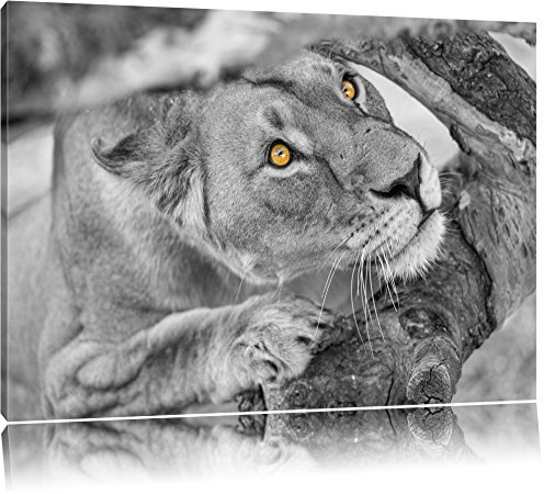 Pixxprint anpirschende listige Löwin B&W, Größe: 100x70cm, Leinwandbild, fertig gespannt, Wandbild, Dekoration, Kunstdruck, kein Poster