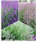 BALDUR Garten Winterharte Stauden Lavendel-Sortiment, 9 Pflanzen, blau, rosa, weiß, Duftlavendel, Lavandula angustifolia echter Lavendel, trockenresistent, mehrjährig, bienenfreundlich, blühend