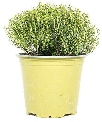 mgc24 Thymian Faustini, echte frische Kräuter Pflanzen im 14cm Topf, Thymus richardii, Höhe ca. 15cm