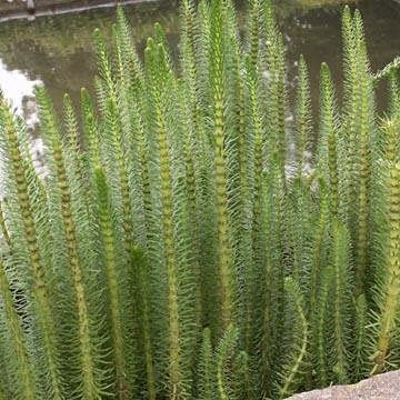 Hippuris vulgaris x 3 Pond Plants - 9cm Pot - Mare’s Tail - Marginal Pond Plants – Water Plant