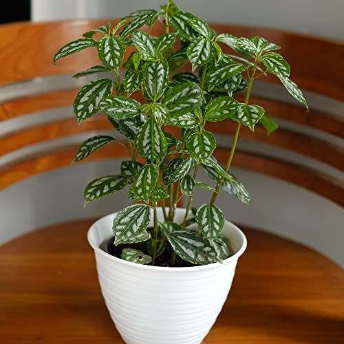 Houseplant Pilea cadierei Aluminium Plant Tender Perennial Pet-Safe Child-Safe RHS AGM Very Easy to Grow Your Own Indoor Jungle Tropical Foliage Plants 8.5cm Potted Plant By Thompson and Morgan