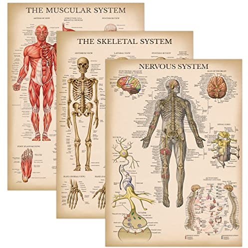 Palace Learning 3er-Pack – Vintage-Muskel + Skelett + Nervensystem Anatomie Poster Set – Muskel- und Skelettsystem Anatomische Diagramme – laminiert 45,7 x 61 cm