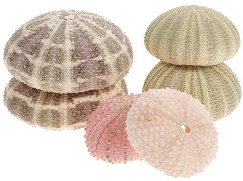 Warmhm 6st Seeigelschale Mit Ananas Pflanzgefäße Für Luftpflanzen Muschelschalen-Dekoration Seeigelschalen Für Luftpflanzenbehälter Tillandsia-pflanzgefäß Gehäuse Zylinder Hülse Natürlich