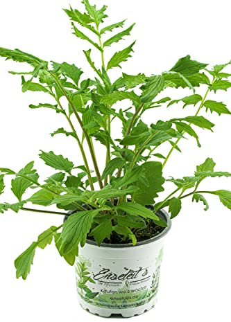 Baldrian, Valeriana officinalis, Baldrian Pflanze aus Nachhaltigem Anbau