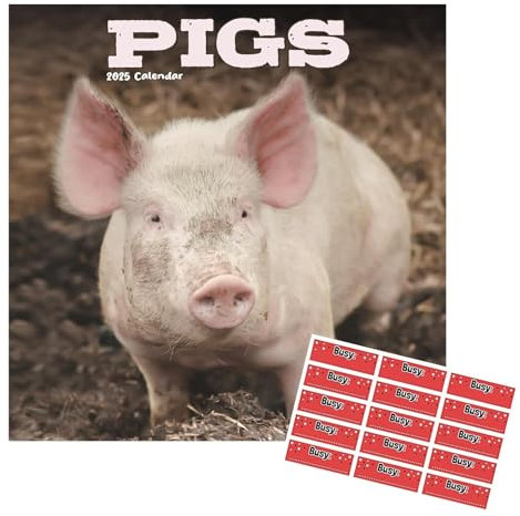 Schweinekalender 2021 | Eckiger Wandkalender | 16 Monate | mit Organisationsaufklebern
