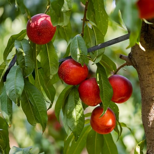 Sun Mist Nectarine, Luscious, Sweet, and Juicy White-Fleshed, 5 gal. Nursery Pot, 2-3 ft Tree Height (Due to Agricultural Laws, we Cannot Ship to CA, AZ, AK, or HI)