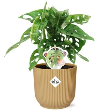 Monstera Monkey Leaf – Fensterblatt – Ø14cm Gelber Vibes Fold Topf – Tropische Zimmerpflanze – Luftreinigend & pflegeleicht – Swiss Cheese Plant